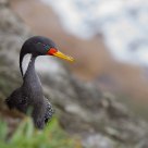 Lile (Phalacrocorax gaimardi)